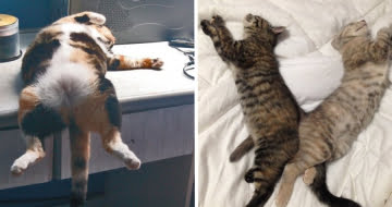 23 Gatos que arranjaram um jeito bem diferente de dormir
