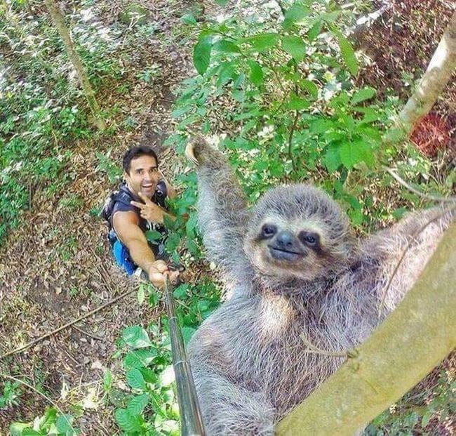 selfie animais 7