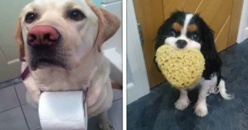 17 Cães que estão pouco se importando se seus donos estão no banheiro