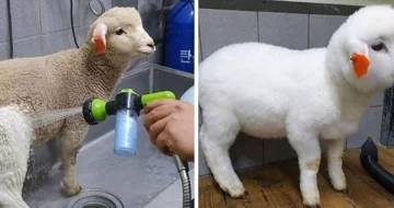 21 Vezes em que as coisas foram totalmente transformadas pela limpeza