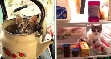 19 Lugares improváveis onde os gatos resolveram se esconder