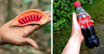 Como são dez produtos populares antes de ficarem prontos para o consumo